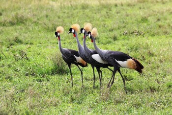 Top 10 Exciting Holiday Destinations in Uganda.
