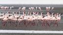 Lake Natron flamingos
