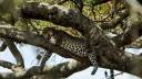 a-leopard-sleeps-in-a-tree-in-serengeti-national-park-8bac81-1024