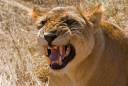 Ruaha Lion