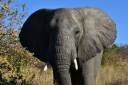 Ruaha elephant